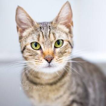 Apple Fritter -  Domestic Short Hair Cat for Adoption in Reisterstown, Maryland - Apple Fritter | PetCurious