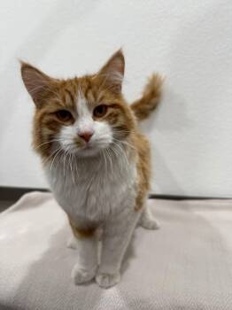 Domestic Long Hair Cats Available for Adoption - Reese | PetCurious