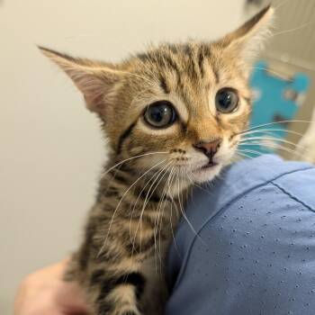 Pineapple -  Domestic Short Hair Cat for Adoption in Winston-salem, North Carolina - Pineapple | PetCurious