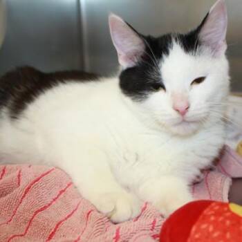 Ice Guy -  Domestic Short Hair Cat for Adoption in Richmond, Virginia - Ice Guy | PetCurious