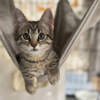 Rescue Tabby Cats for Adoption in San Carlos, California - Eloise | PetCurious