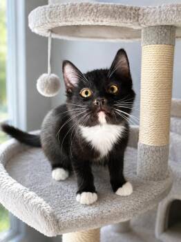 Andre -  Domestic Short Hair Cat for Adoption in Ephrata, Washington - Andre | PetCurious