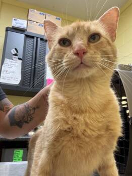 Spyro -  Domestic Short Hair Cat for Adoption in Crossville, Tennessee - Spyro | PetCurious