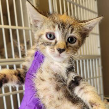 Domestic Short Hair Cats Available for Adoption in Westminster, California - Women