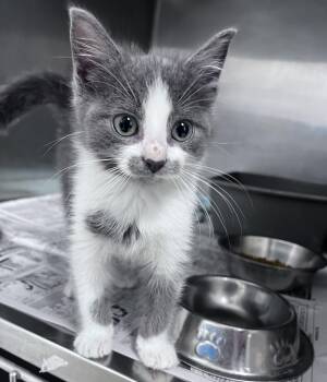 Dobby -  Domestic Short Hair Cat for Adoption in Youngstown, Ohio - Dobby | PetCurious