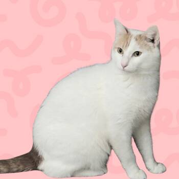 Moxie -  Domestic Short Hair Cat for Adoption in Reno, Nevada - Moxie | PetCurious