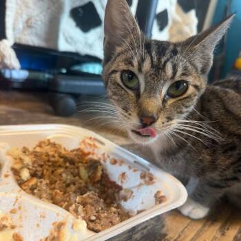 Nena -  Domestic Short Hair Cat for Adoption in New York, New York - Nena | PetCurious