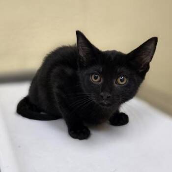 Jack -  Domestic Short Hair Cat for Adoption in Westland, Michigan - Jack | PetCurious
