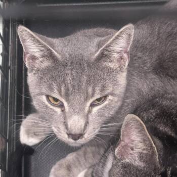 Domestic Short Hair Cats Available for Adoption in Philadelphia, Pennsylvania - Fitzgerald | PetCurious