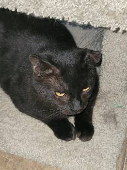 Dwayne 4396 -  Domestic Short Hair Cat for Adoption in Locust Grove, Virginia - Dwayne 4396 | PetCurious