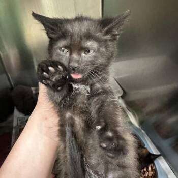 Azula -  Domestic Short Hair Cat for Adoption in Corbin, Kentucky - Azula | PetCurious