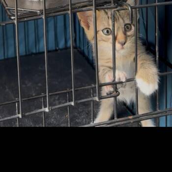 HIBISCUS -  Domestic Short Hair Cat for Adoption in Kyle, Texas - HIBISCUS | PetCurious