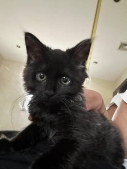 Stormy -  Domestic Medium Hair Cat for Adoption in Perth Amboy, New Jersey - Stormy | PetCurious