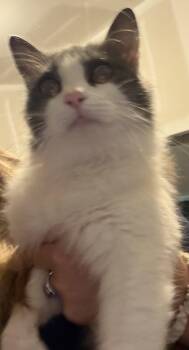 Domestic Long Hair Cats Available for Adoption in Charleston, South Carolina - Lucy | PetCurious