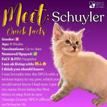 Domestic Short Hair Cats Available for Adoption in Fulton, New York - Schuyler | PetCurious