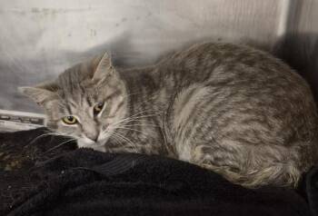 PETER -  Domestic Short Hair Cat for Adoption in Hagerstown, Maryland - PETER | PetCurious