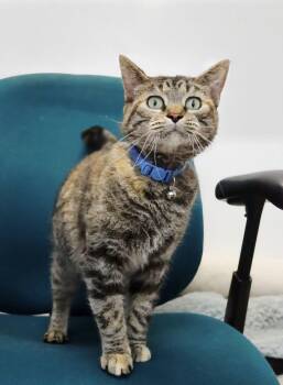 Paula Purrs a lot -  Domestic Short Hair Cat for Adoption in Ashland, Kentucky - Paula Purrs A Lot | PetCurious