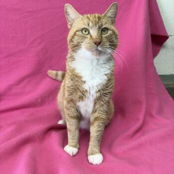 Domestic Short Hair Cats Available for Adoption - Tyson | PetCurious