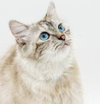 Phoebe is PURRFECT for kitty therapy - THE MOST LOVING snuggler  -  Ragdoll and Birman Cat for Adoption in Bedford Hills, New York - Phoebe Is PURRFECT For Kitty Therapy - THE MOST LOVING Snuggler  | PetCurious