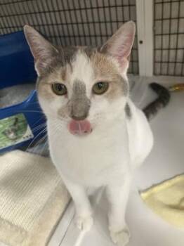 Turnip -  Domestic Short Hair Cat for Adoption in Neenah, Wisconsin - Turnip | PetCurious