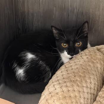 PAGER -  Domestic Short Hair Cat for Adoption in Methuen, Massachusetts - PAGER | PetCurious
