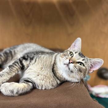 Romana -  Domestic Short Hair Cat for Adoption in Fargo, North Dakota - Romana | PetCurious
