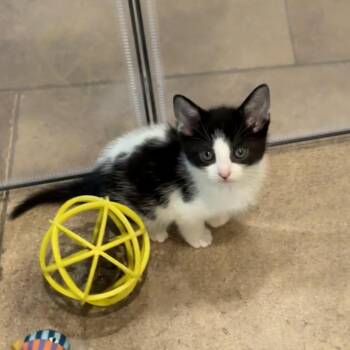 Domestic Short Hair Cats Available for Adoption in Chattanooga, Tennessee - Batman | PetCurious