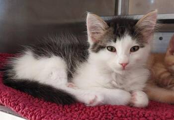 RAINA -  Domestic Medium Hair Cat Available for Adoption in Chula Vista, California - RAINA | PetCurious