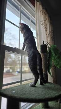 Domestic Short Hair Cats Available for Adoption in Hudson, New Hampshire - Cypress | PetCurious