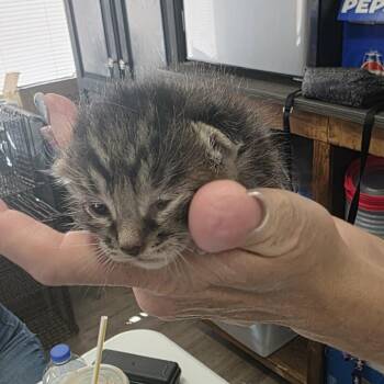 Domestic Long Hair Cats Available for Adoption in Incline Village, Nevada - Pelican | PetCurious
