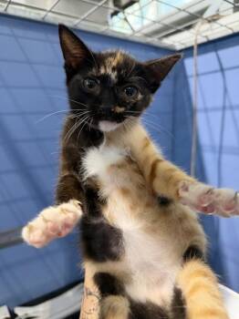 DELIA -  Domestic Short Hair Cat for Adoption in San Bernardino, California - DELIA | PetCurious