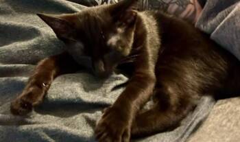 JORDAN -  Domestic Short Hair Cat for Adoption in Springfield, Massachusetts - JORDAN | PetCurious
