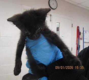 (710) -  Domestic Short Hair Cat for Adoption in Marietta, Georgia - (710) | PetCurious