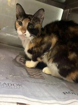 United -  Domestic Short Hair Cat for Adoption in Fort Worth, Texas - United | PetCurious