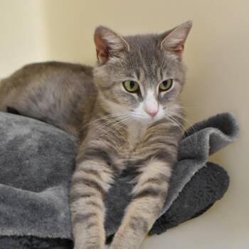 Heidi -  Domestic Short Hair Cat for Adoption in Harrisonburg, Virginia - Heidi | PetCurious
