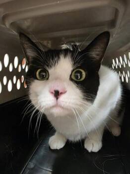 ZELDA -  Domestic Short Hair Cat for Adoption in Aliquippa, Pennsylvania - ZELDA | PetCurious