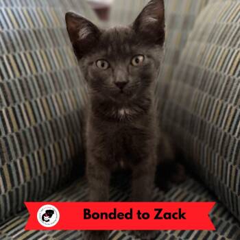 Domestic Short Hair Cats Available for Adoption in Skokie, Illinois - Stormy (k2026) | PetCurious