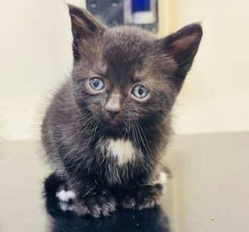Soy -  Domestic Short Hair Cat for Adoption in West Chester, Pennsylvania - Soy | PetCurious