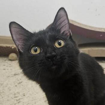 Rescue Domestic Long Hair Cats for Adoption in Santa Ana, California - Mileena | PetCurious