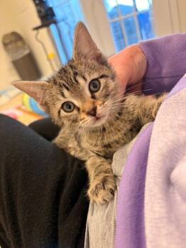 Domestic Short Hair Cats Available for Adoption - Petunia Kitten | PetCurious