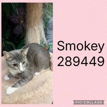 SMOKEY -  Domestic Short Hair Cat for Adoption in Macon, Georgia - SMOKEY | PetCurious