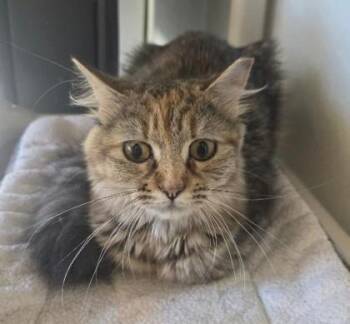Pretty Pretty -  Domestic Medium Hair and Domestic Short Hair Cat for Adoption in Clinton, Missouri - Pretty Pretty | PetCurious