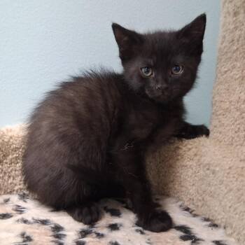 Domestic Medium Hair Cats Available for Adoption in Middlebury, Vermont - Sam | PetCurious