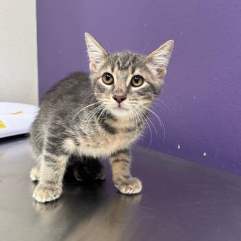 Toulouse -  Domestic Short Hair Cat for Adoption in Englewood, Florida - Toulouse | PetCurious
