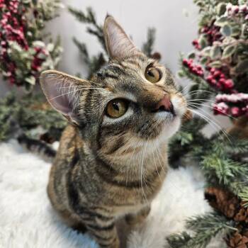 Domestic Short Hair Cats Available for Adoption - Katniss | PetCurious