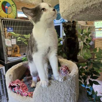 Lava -  Domestic Short Hair Cat for Adoption in Park Falls, Wisconsin - Lava | PetCurious