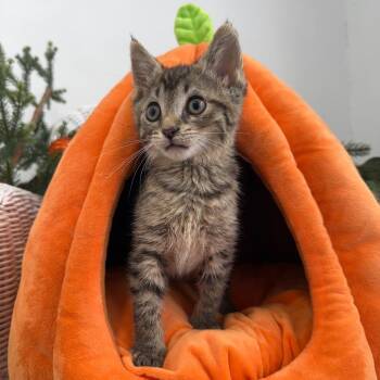 Banjo Bill 56663 -  Domestic Medium Hair Cat for Adoption in Eaton Rapids, Michigan - Banjo Bill 56663 | PetCurious