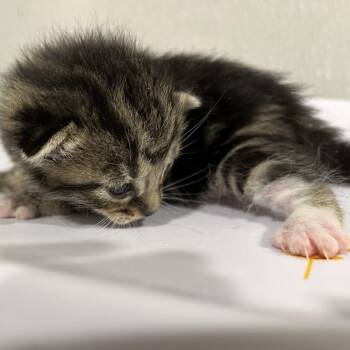 Milky Way -  Domestic Short Hair Cat for Adoption in Tampa, Florida - Milky Way | PetCurious