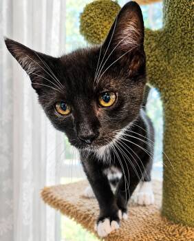 Toast -  Domestic Short Hair and Tuxedo Cat Available for Adoption in Greensboro, North Carolina - Toast | PetCurious