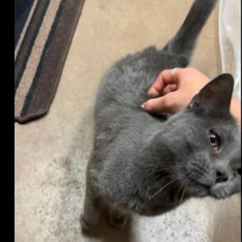 Rescue Domestic Short Hair Cats for Adoption in Flagstaff, Arizona - Jesse - Very Special Adoptable Barn Kitty! | PetCurious